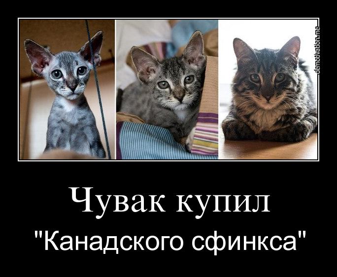 ПОРОДЫ КОШЕК