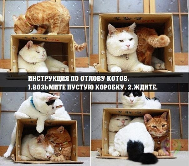 КАК ПОЙМАТЬ КОТА