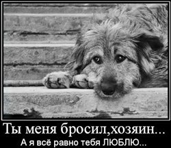 БЕДОМНЫЕ ЖИВОТНЫЕ В ГЕРМАНИИ