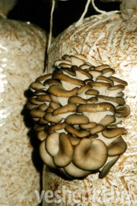 ВЫРАЩИВАНИЕ ВЕШЕНКИ НА ПРОДАЖУ