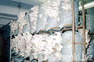 ВЕШЕНКА НА ДАЧЕ