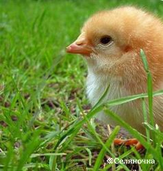 Удобрение куриное перо Удобрение куриное перо