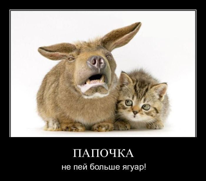 ФОТО ДНЯ : НЕ ПЕЙ "ЯГУАР"